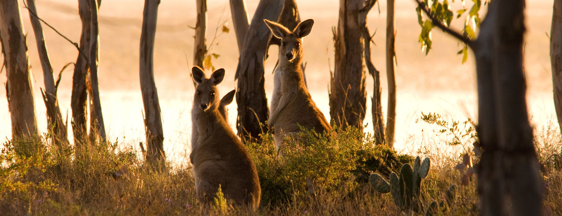 Kangaroos